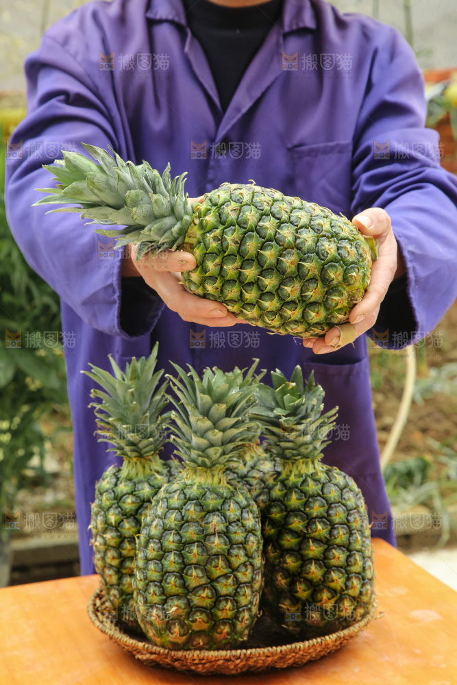 手里拿着新鲜凤梨