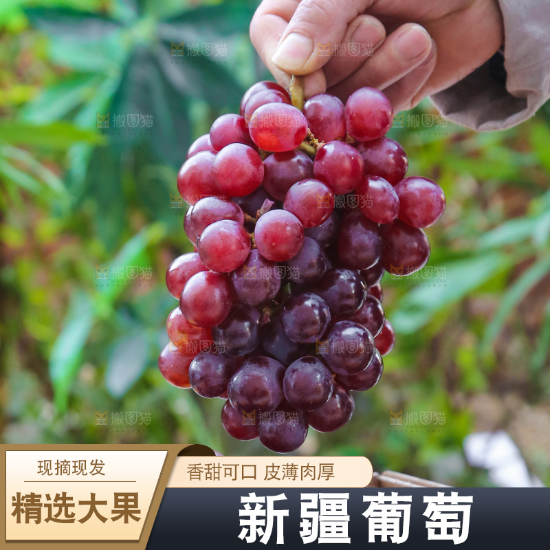 手里拿着新鲜葡萄
