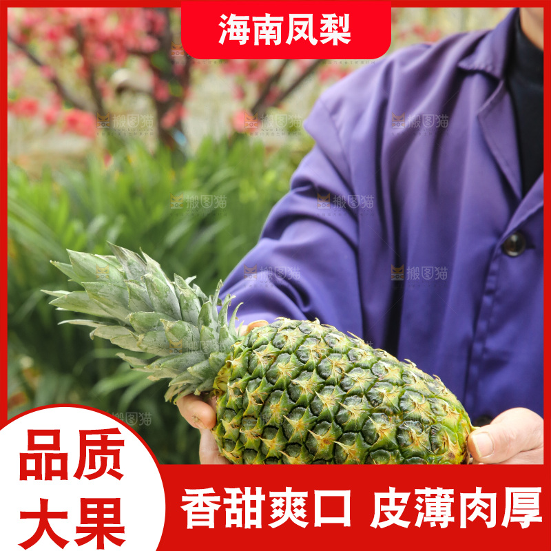 手里拿着新鲜凤梨