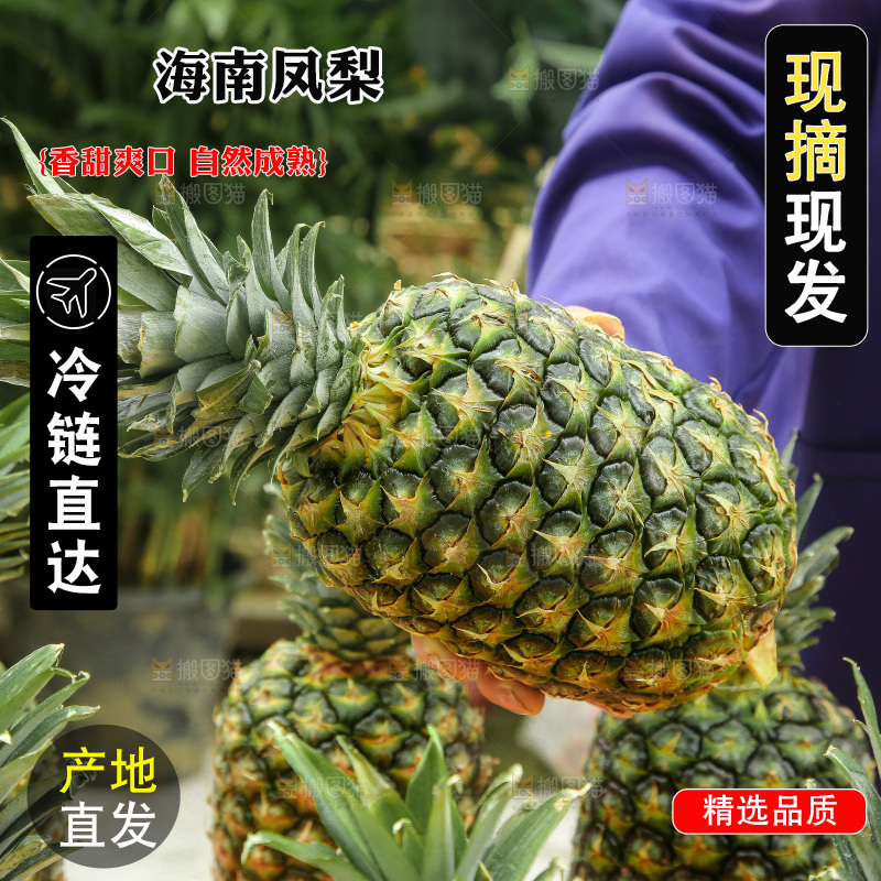 手里拿着新鲜凤梨