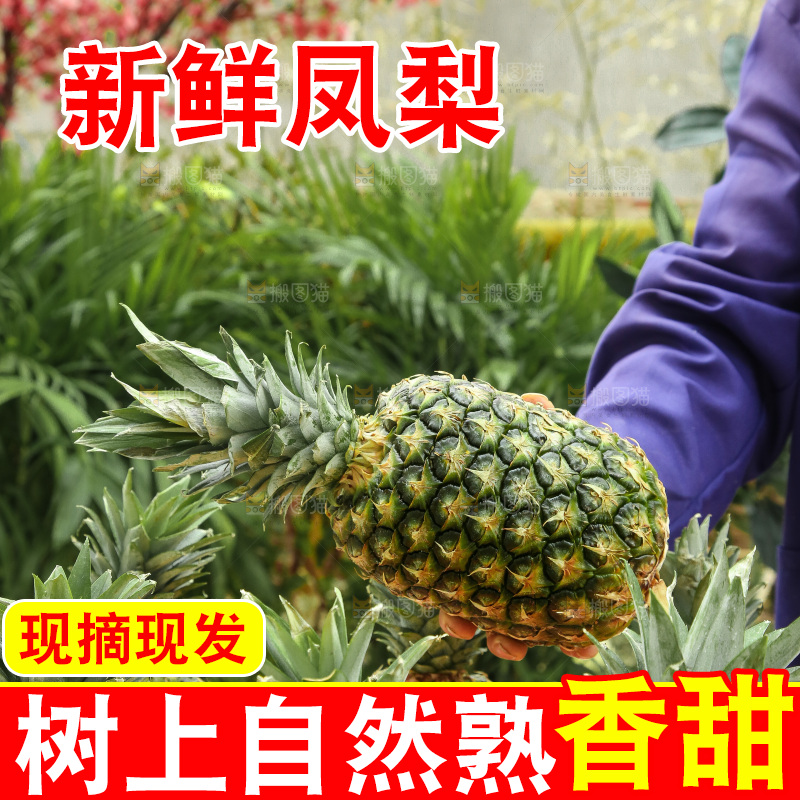 手里拿着新鲜凤梨