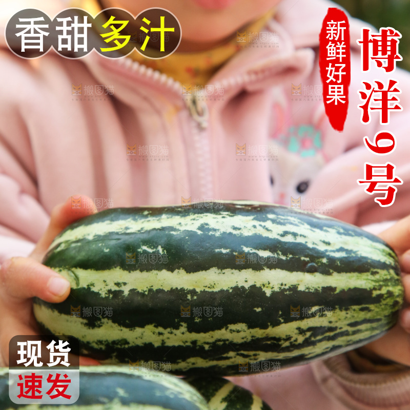 手里拿着博洋9号