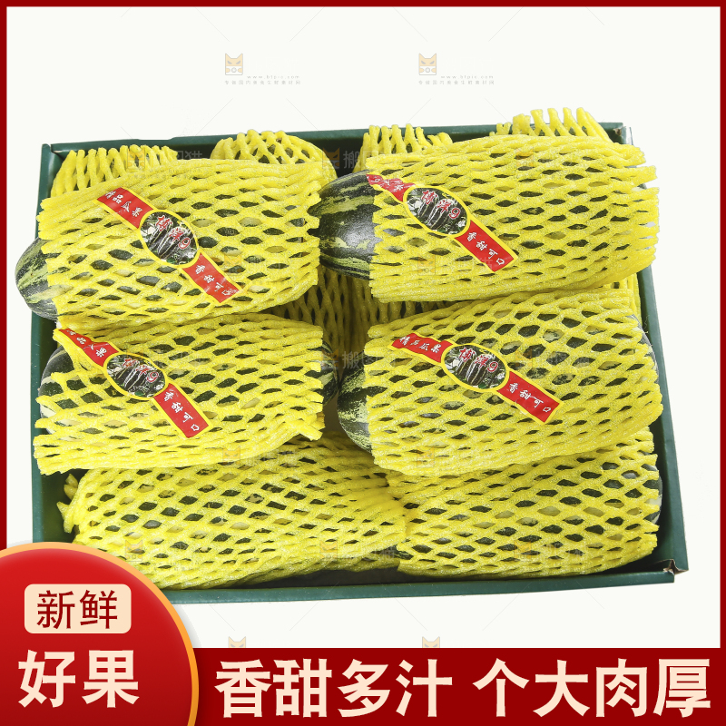 白底上的博洋9号