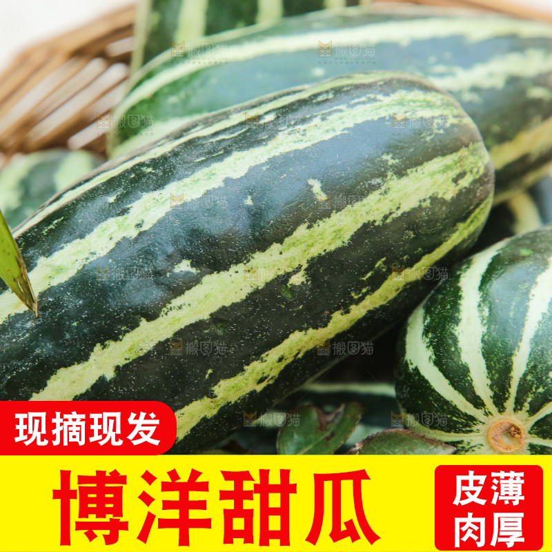 浅底上的博洋9号