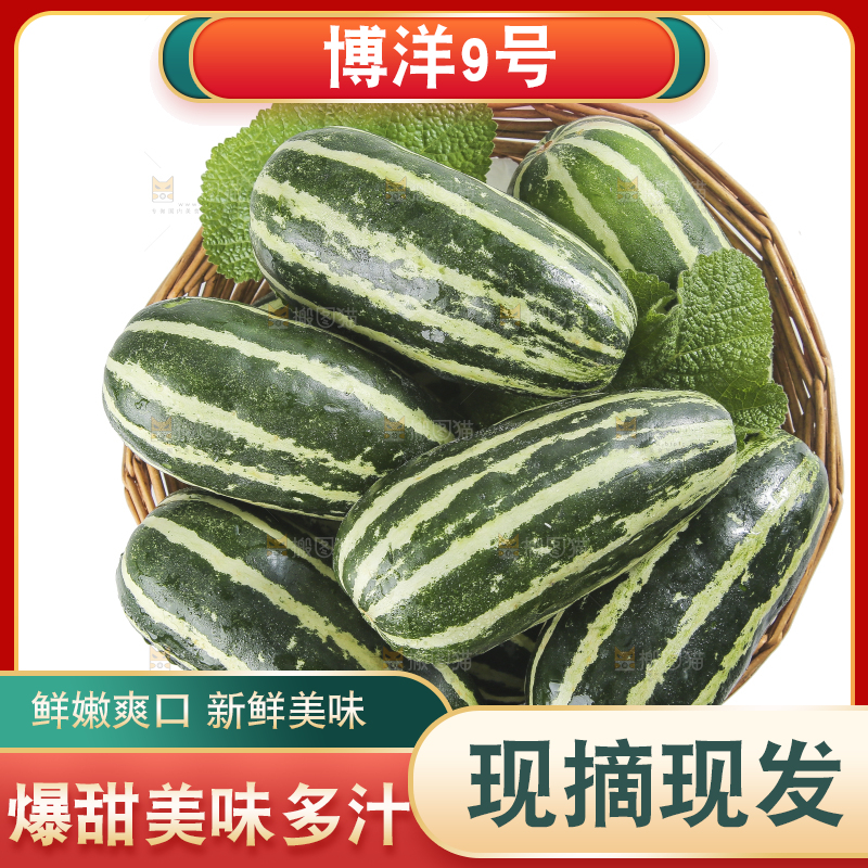 白底上的博洋9号