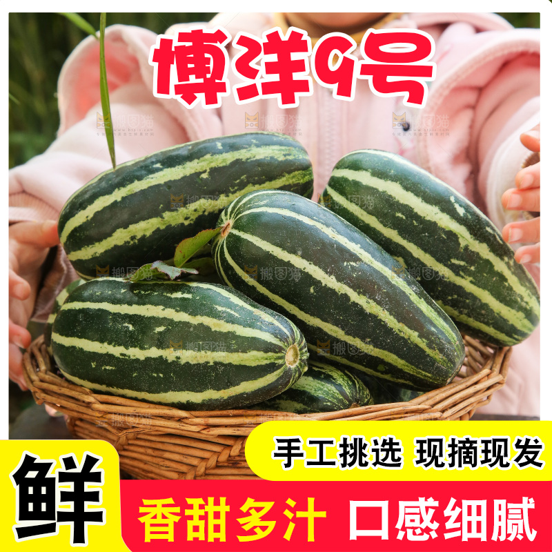 手里拿着博洋9号