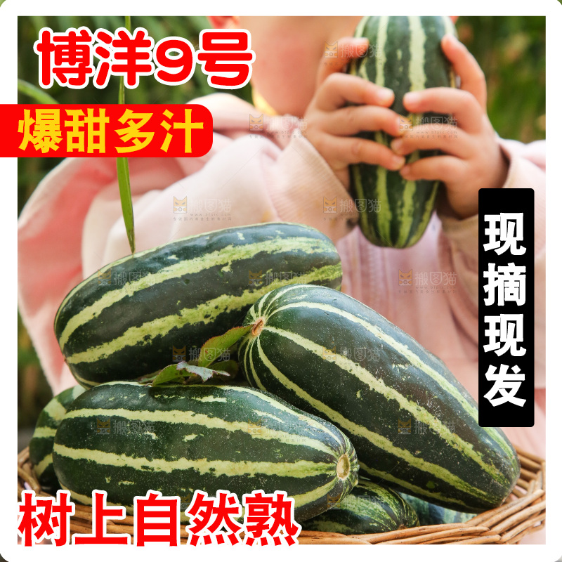 手里拿着博洋9号