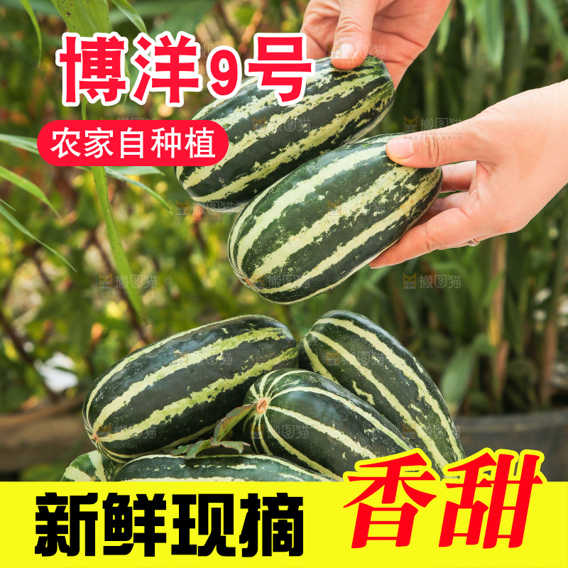 手里拿着博洋9号