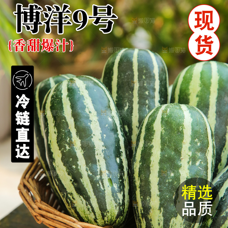 手里拿着博洋9号
