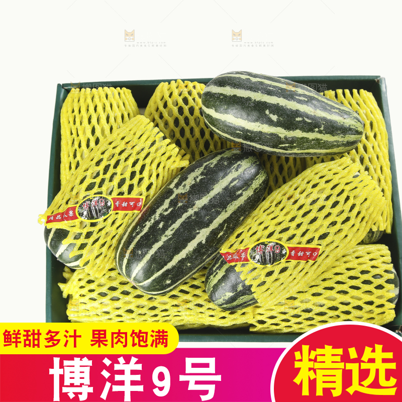 白底上的博洋9号