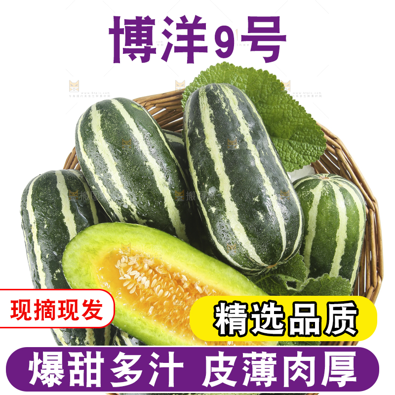 白底上的博洋9号