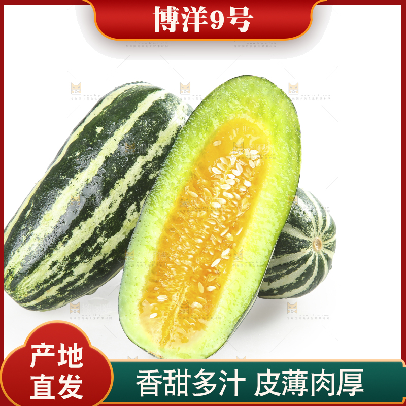 白底上的博洋9号