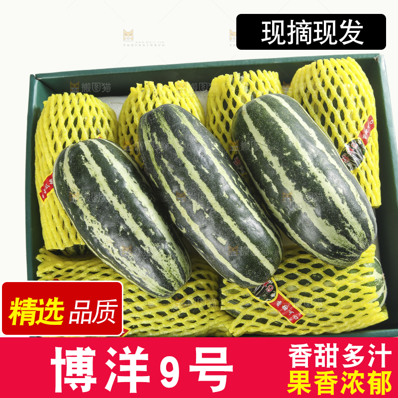 白底上的博洋9号