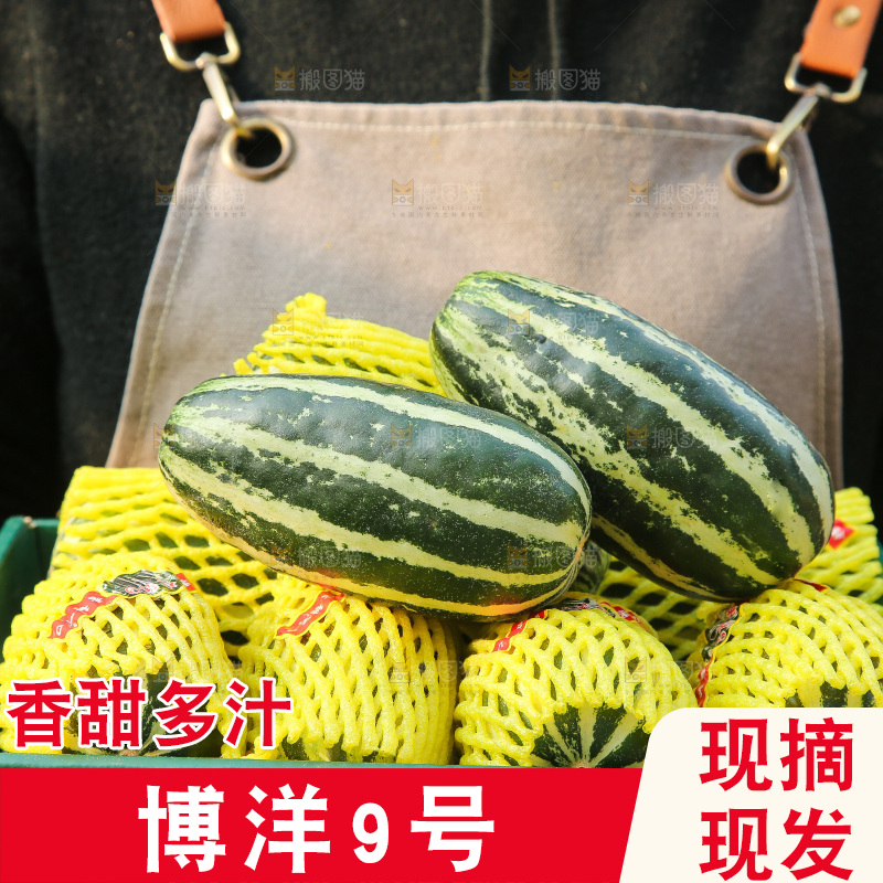 手里拿着博洋9号