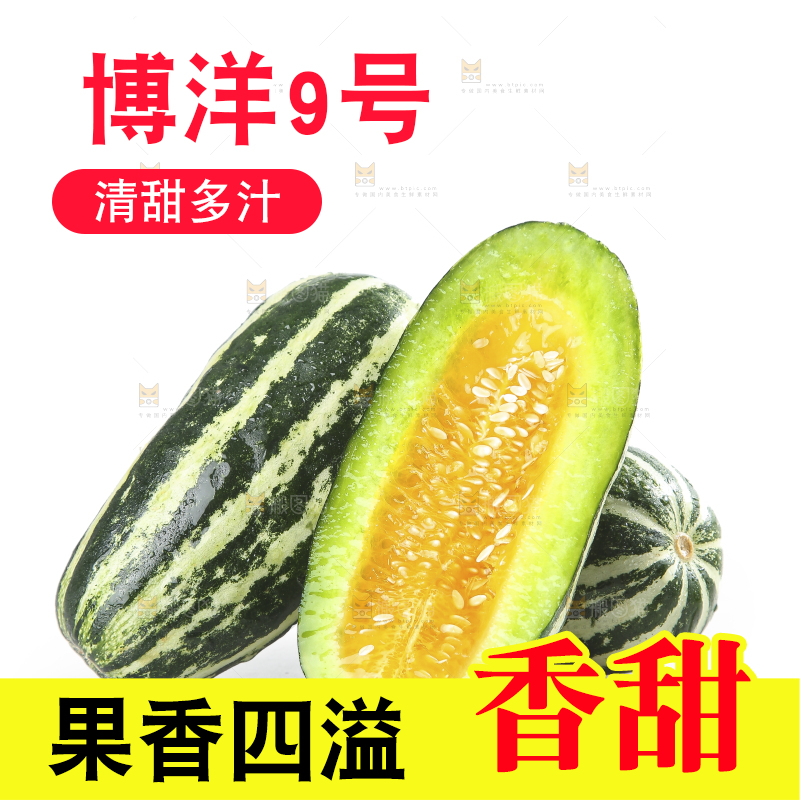 白底上的博洋9号