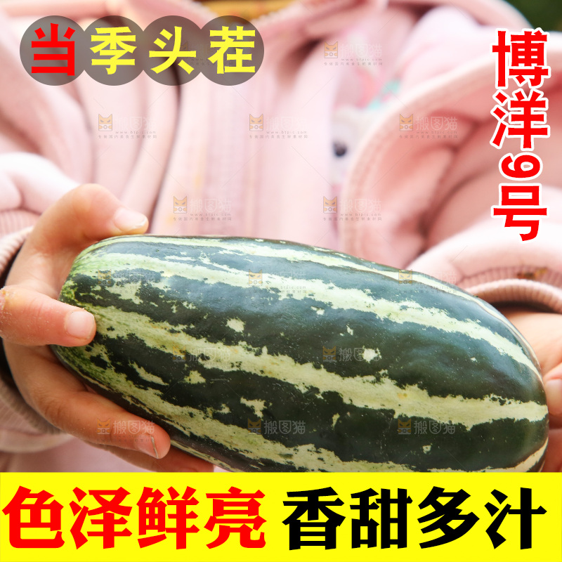 手里拿着博洋9号