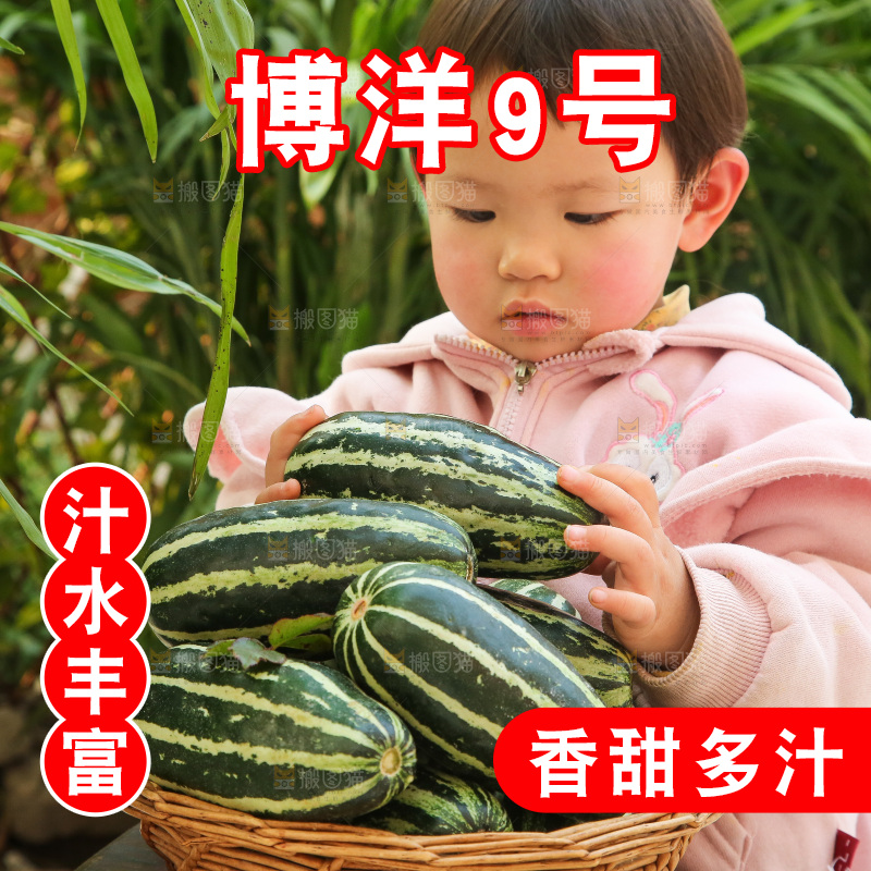 手里拿着博洋9号