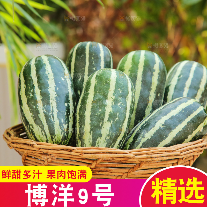 手里拿着博洋9号