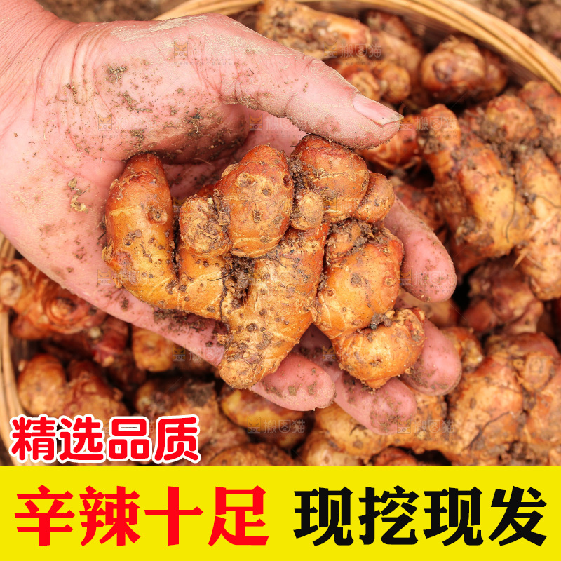 田地里的新鲜沙姜