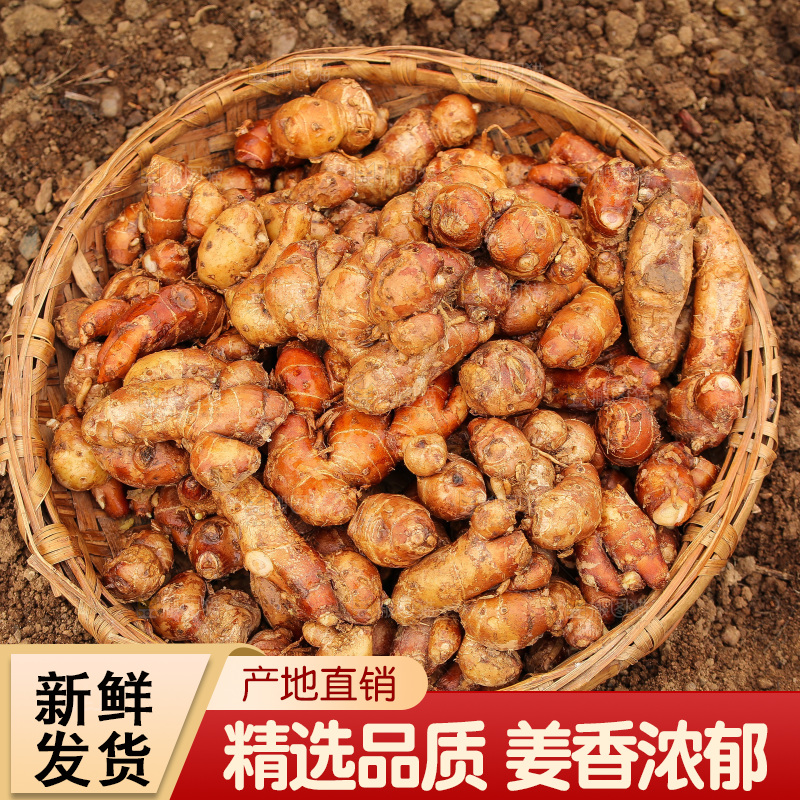 田地里的新鲜沙姜