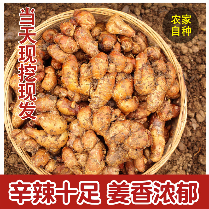 田地里的新鲜沙姜