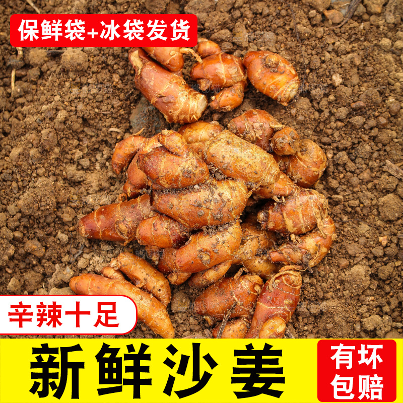 田地里的新鲜沙姜