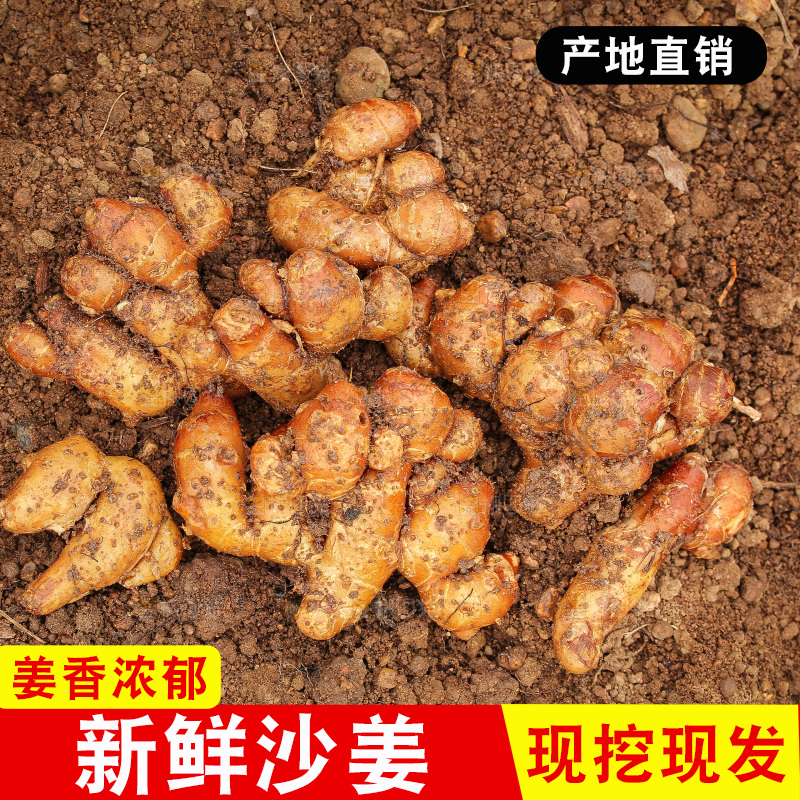 田地里的新鲜沙姜