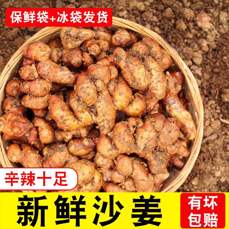 田地里的新鲜沙姜