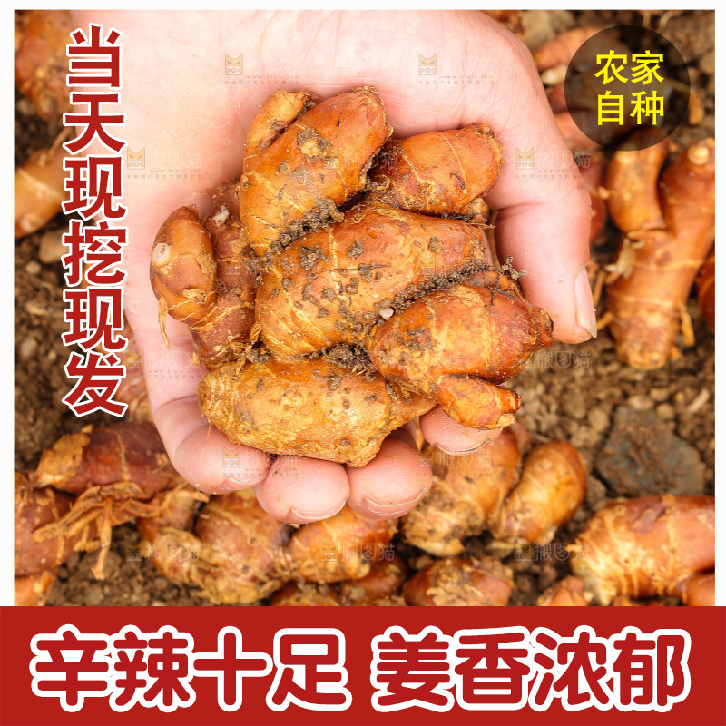 田地里的新鲜沙姜