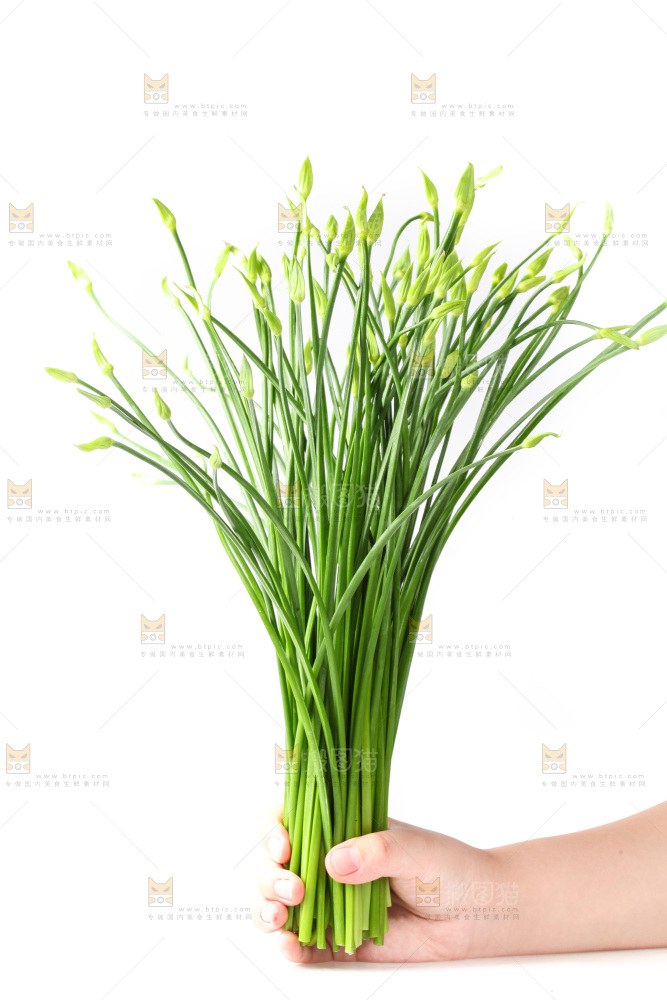 白底上的韭菜苔