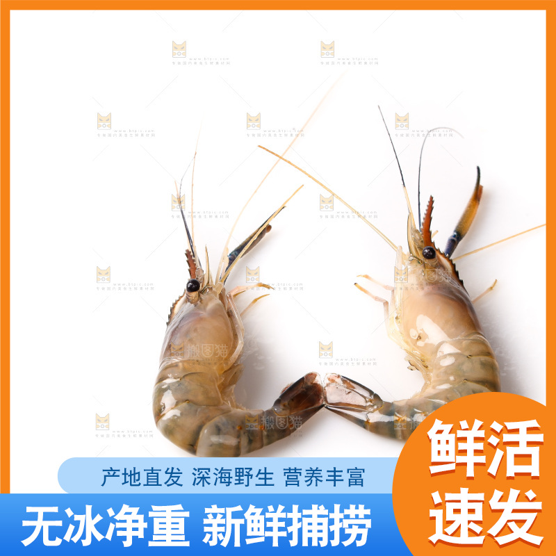 白底上的罗氏虾