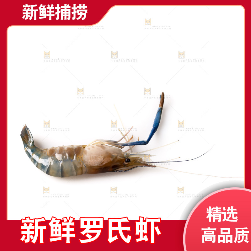 白底上的罗氏虾