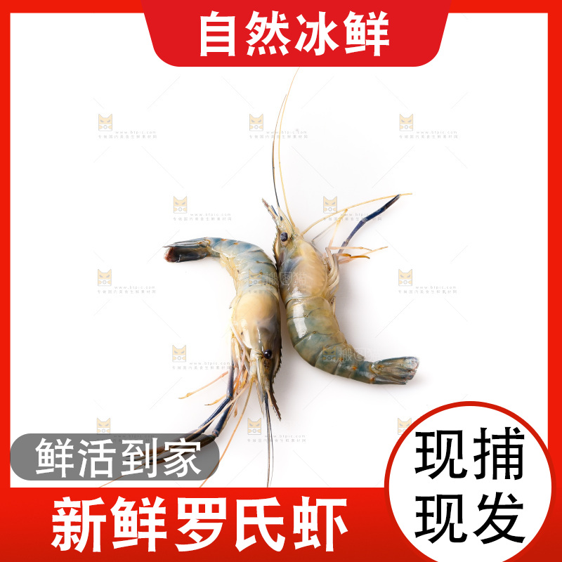 白底上的罗氏虾