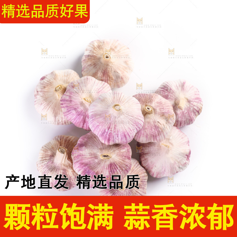 白底上的紫皮大蒜