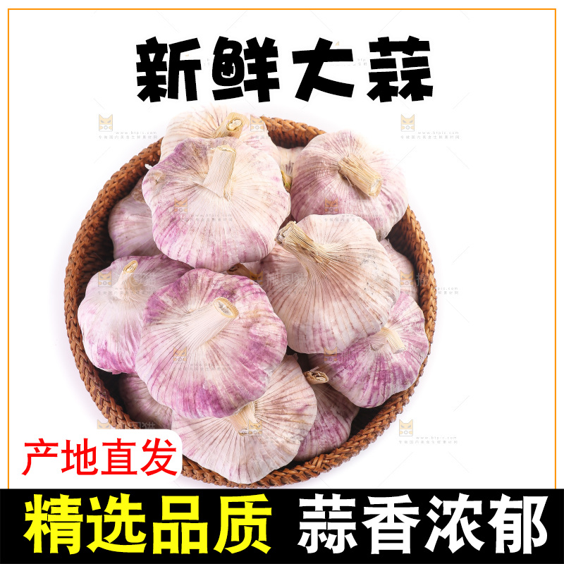 白底上的紫皮大蒜