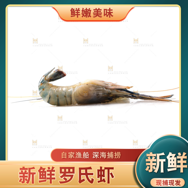 白底上的罗氏虾