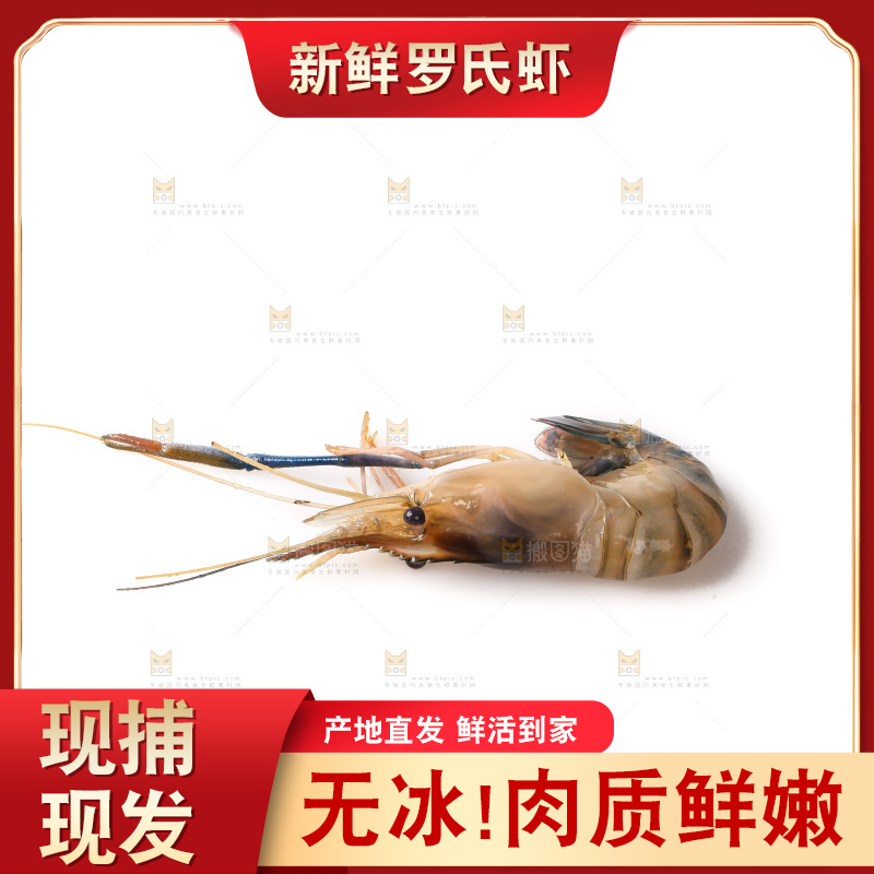 白底上的罗氏虾