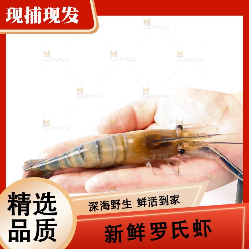 白底上的罗氏虾