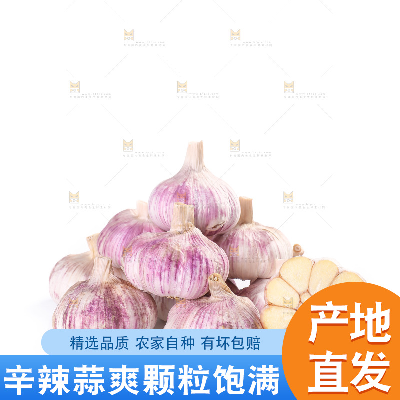 白底上的紫皮大蒜