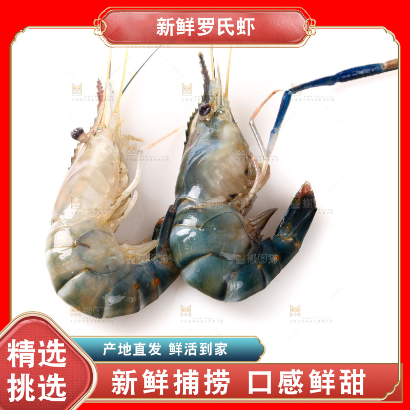 白底上的罗氏虾