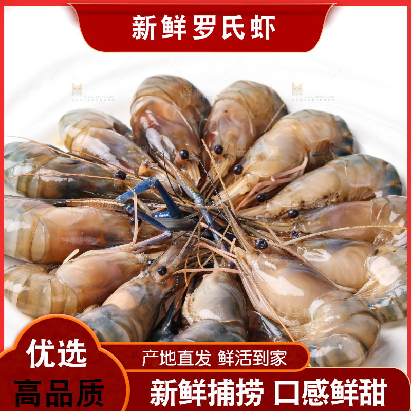 白底上的罗氏虾