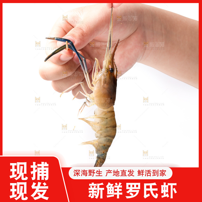 白底上的罗氏虾
