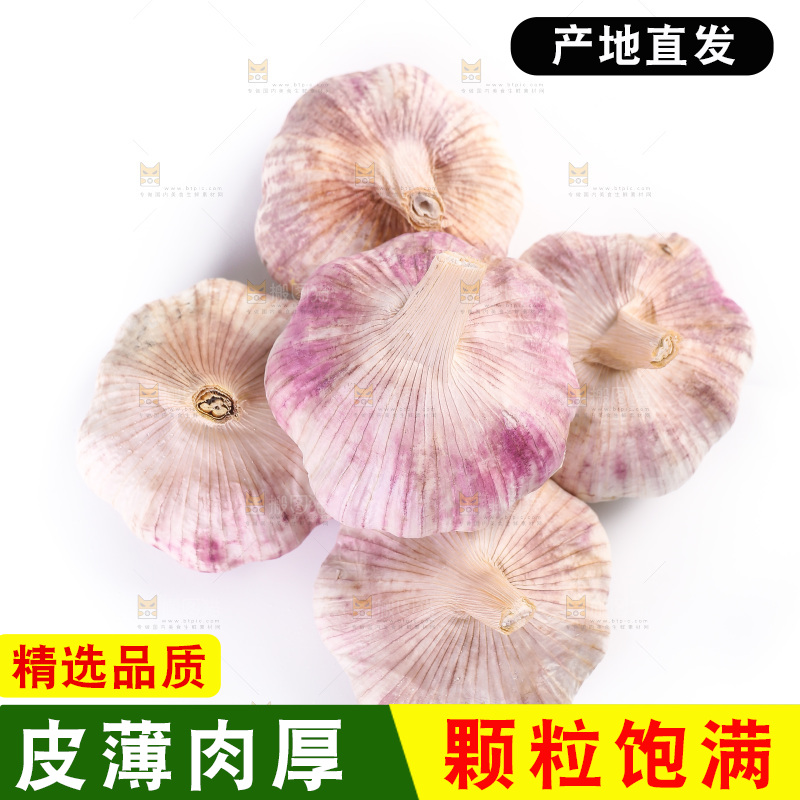 白底上的紫皮大蒜