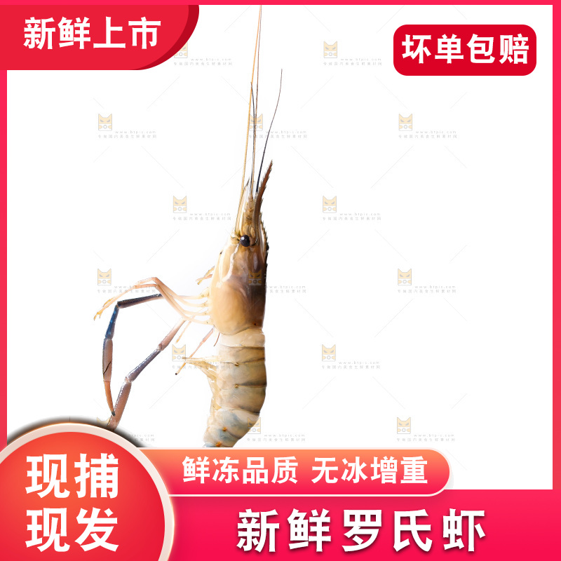 白底上的罗氏虾