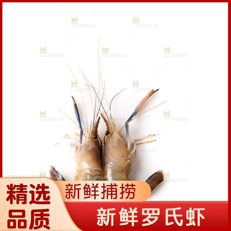 白底上的罗氏虾