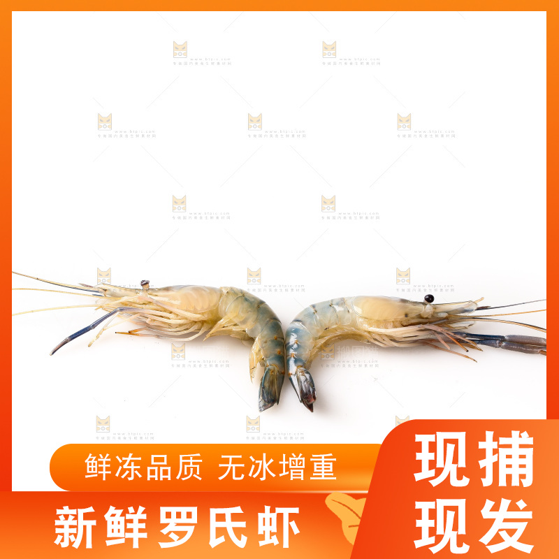 白底上的罗氏虾