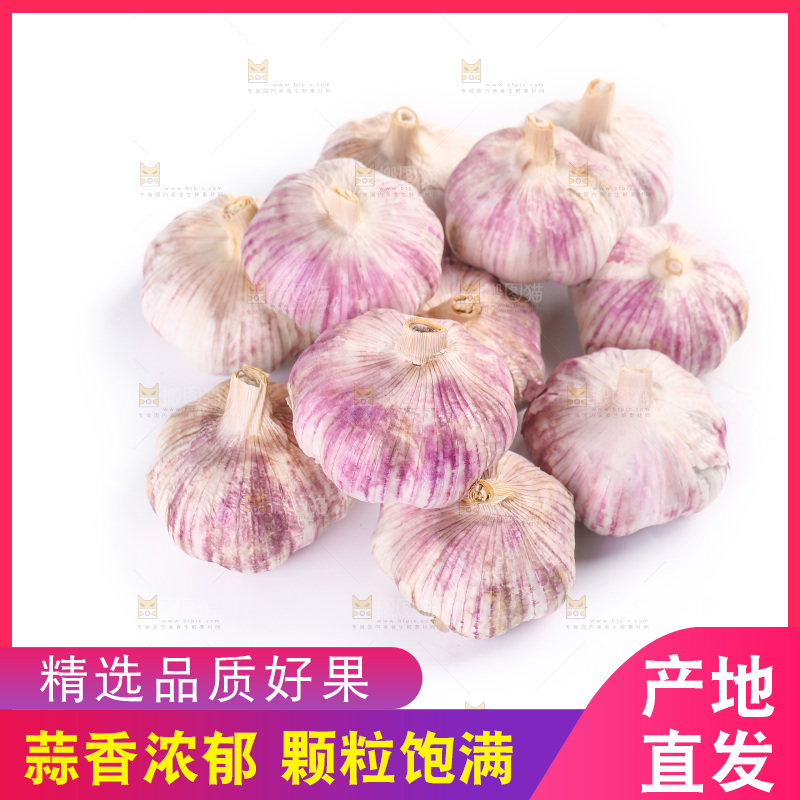 白底上的紫皮大蒜