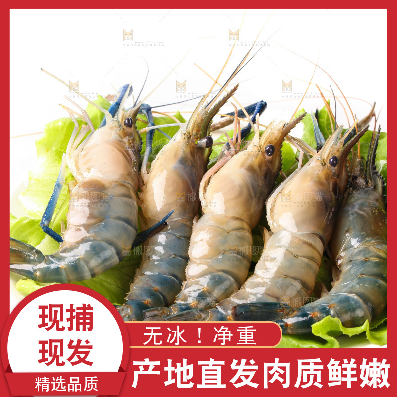 白底上的罗氏虾