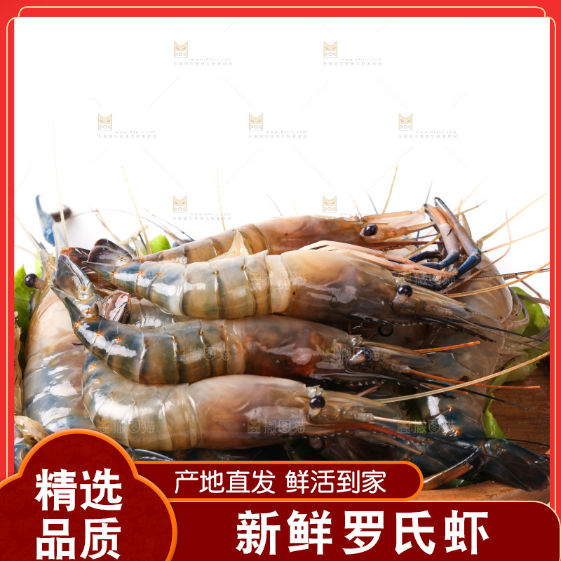 白底上的罗氏虾