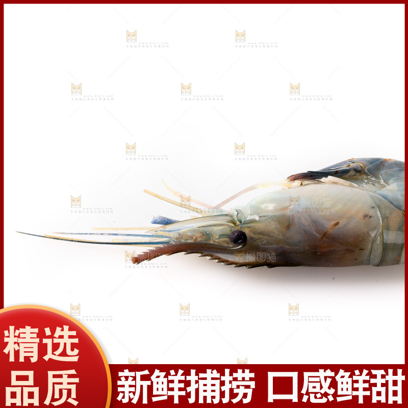 白底上的罗氏虾